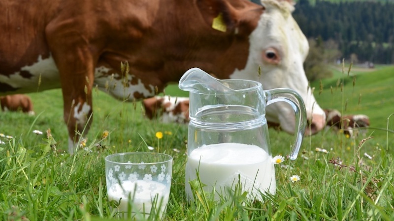 Sữa A2 được tạo từ bò dòng thuần