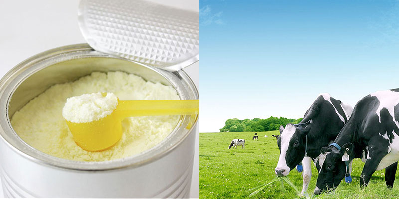 Sữa bột nguyên kem được tách nước từ 100% sữa bò tươi nguyên chất