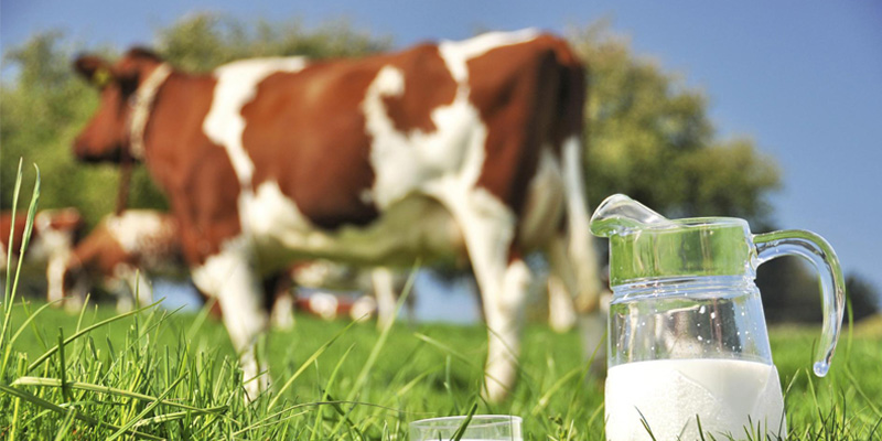 Sữa thanh trùng nguyên liệu là 100% sữa tươi mới vắt