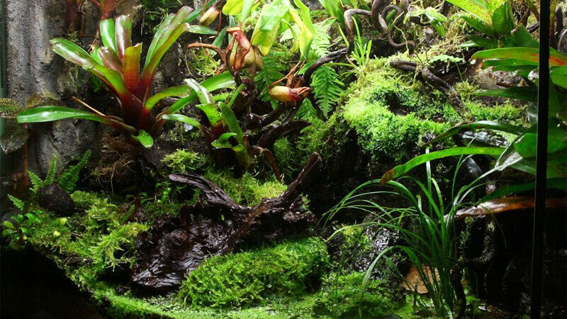Rainforest Terrarium