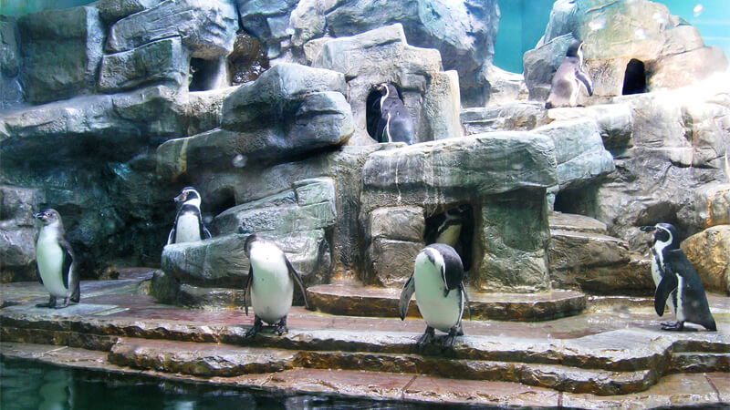 Penguinarium