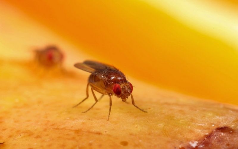 Các loài côn trùng bám lên thực phẩm, gây nên sự ký sinh của vi khuẩn, virus