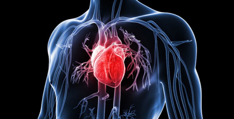 Vitamin K2 giúp ngăn ngừa bệnh tim mạch
