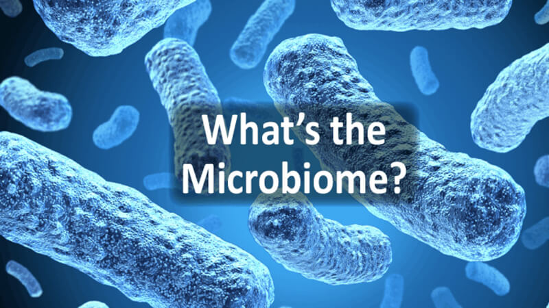 Men vi sinh microbiome là gì?
