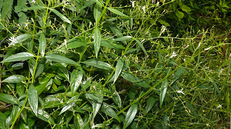 Xuyên tâm liên là một loại thảo dược thuộc họ Ô rô Acanthaceae