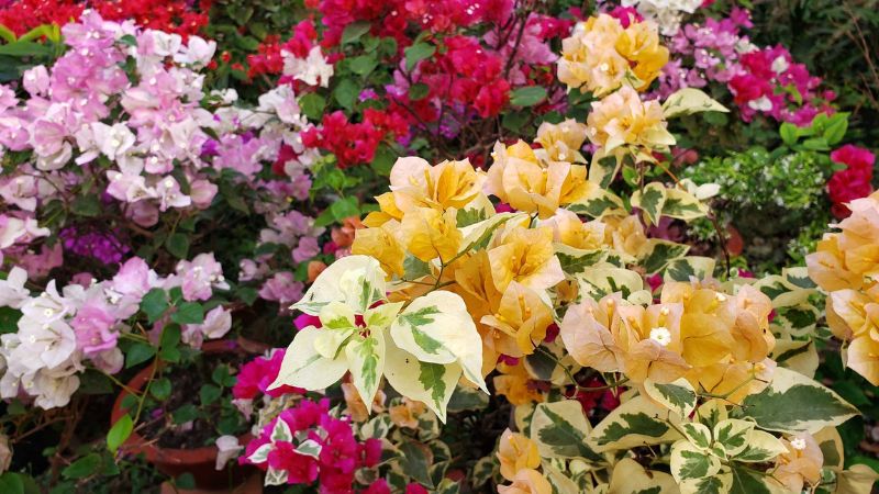 Một cây hoa giấy có thể có nhiều màu bông, tùy theo cách chăm sóc và giống cây