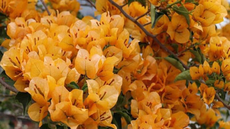 Hoa giấy màu vàng được trồng với mong muốn mang lại nhiều may mắn cho gia chủ