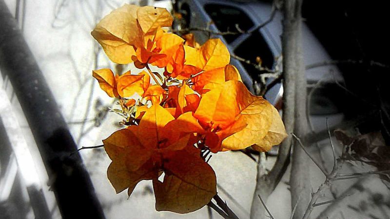 Hoa giấy thích hợp để trồng vào những ngày hè, nhiệt độ cao