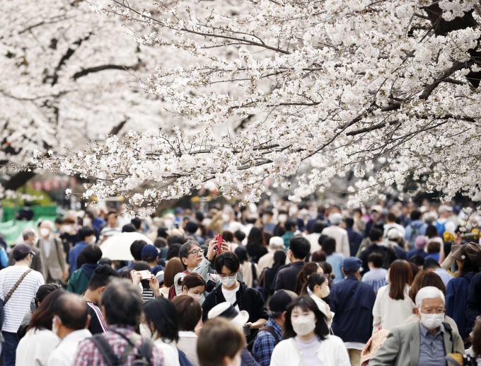 Du khách và người dân đổ xô đến công viên Ueno, Tokyo để ngắm hoa anh đào nở hôm 22/3. Ảnh: Japan Times