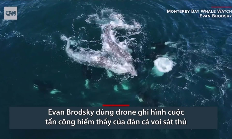 30 con cá voi sát thủ săn cặp cá voi xám