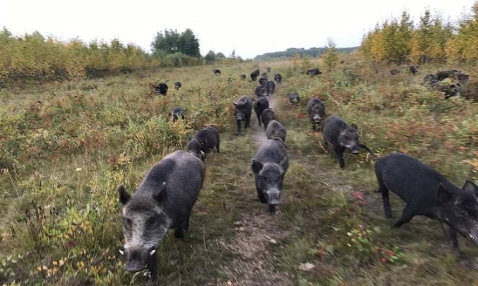 Hàng chục siêu lợn đang tìm kiếm thức ăn. Ảnh: CWPRG