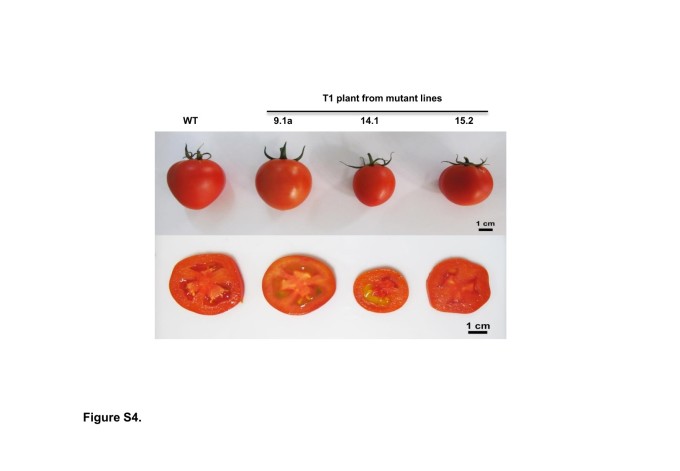 Hình thái quả của dòng cà chua đối chứng (WT) so với các dòng cà chua chỉnh sửa gen (T1). Ảnh: Nhóm nghiên cứu