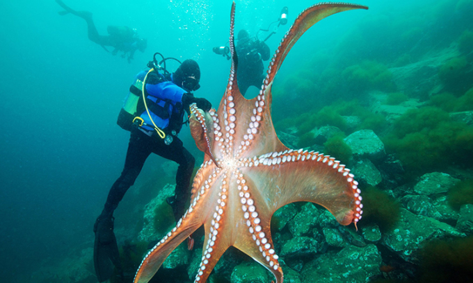 Ba thợ lặn quan sát một con bạch tuộc Thái Bình Dương khổng lồ ở biển Nhật Bản. Ảnh: Alexander Semenov