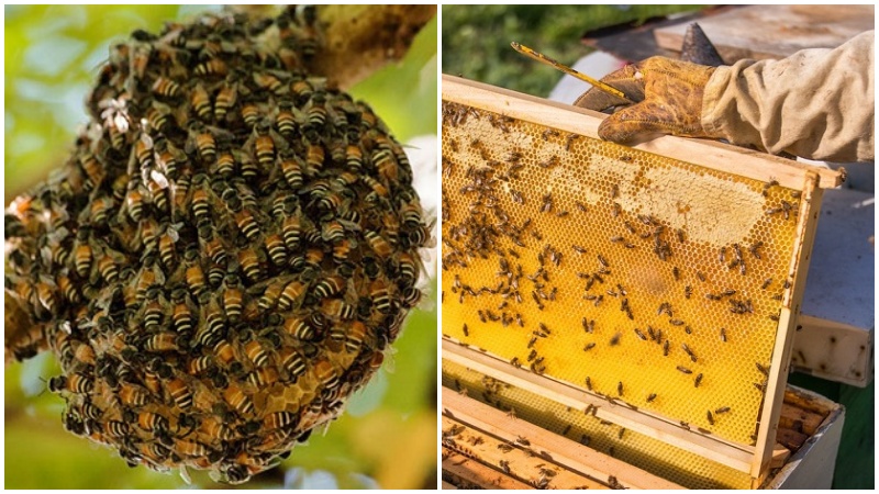 Phân biệt mật ong rừng và mật ong nuôi