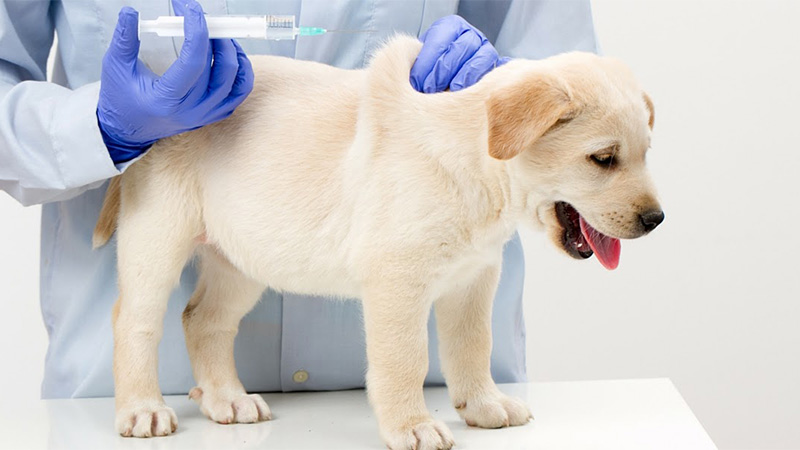 Bệnh Parvo ở chó có thể gây tử vong không?
