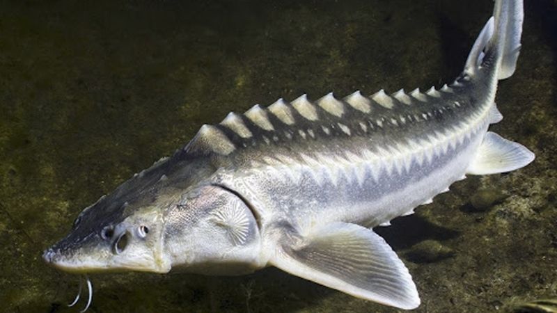 Cá tầm bao gồi 21 loài khác nhau.