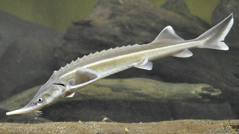 Cá tầm sao có chiếc mũi rất dài và nhọn.