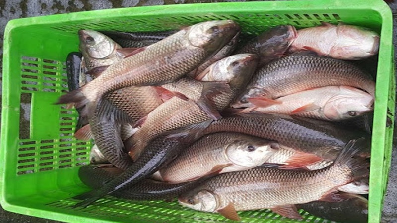Cá Trôi thường được bán ở các chợ đầu mối hay các chợ lớn các tỉnh thành miền Bắc