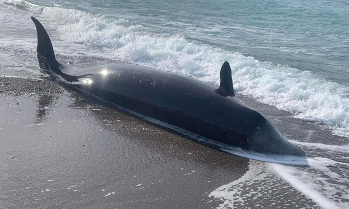 Một con cá voi mõm khoằm Cuvier chết dạt vào bờ biển Cyprus hôm 10/2. Ảnh: Reuters