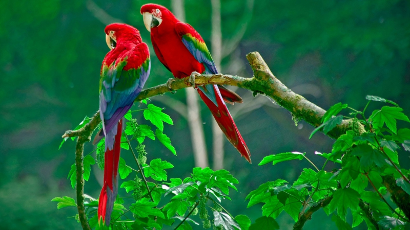 Top 13 loài chim độc đáo ở Việt Nam