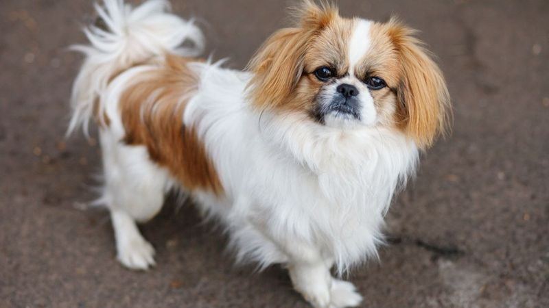 Chó Bắc Kinh có ngoại hình nhỏ với bộ lông xù
