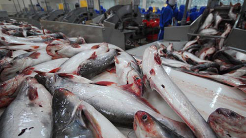 cá ba sa có giá khoảng 50.000/kg còn cá tra thì nằm ớ mức giá tầm 30.000/kg.