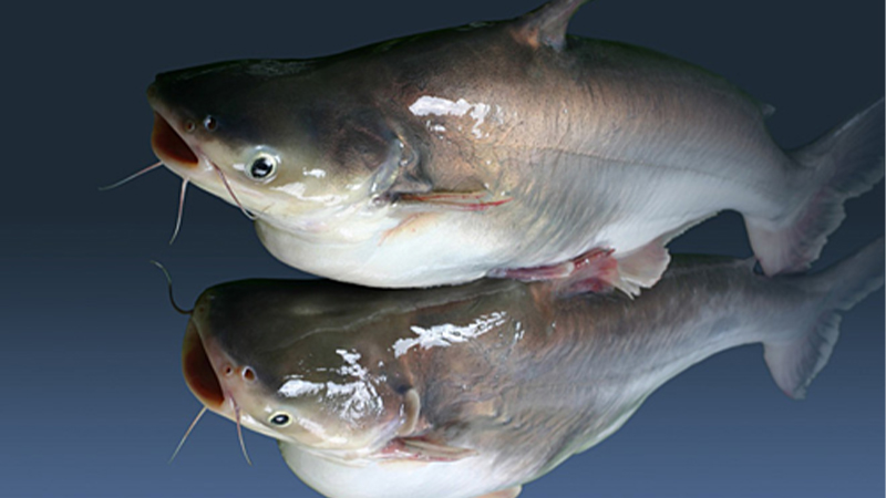 Cá tra có tên tiếng anh là Pangasius catfish, thuộc bộ siluriformes - cá da trơn