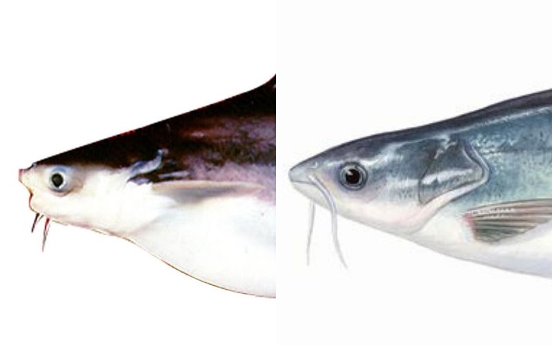 Cách phân biệt cá tra và cá basa