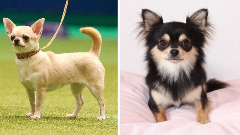Chihuahua có 2 loại đó là lông ngắn và lông dài