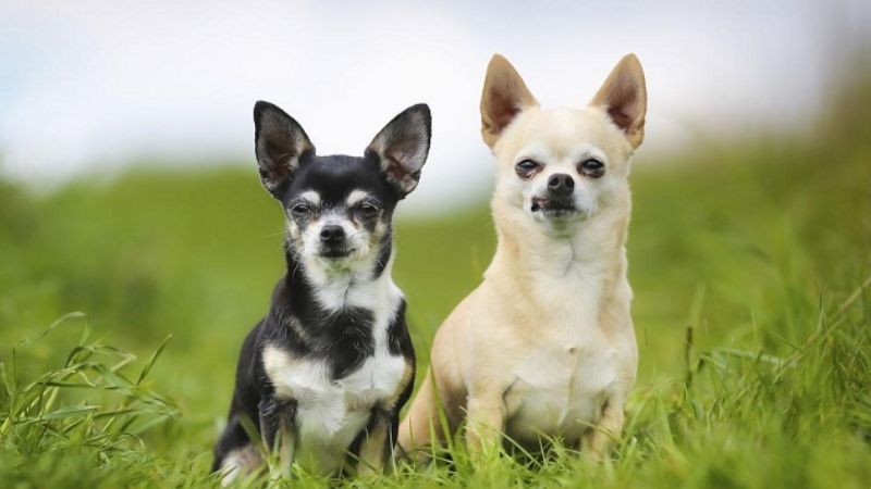 Chó Chihuahua có nhiều màu lông khác nhau