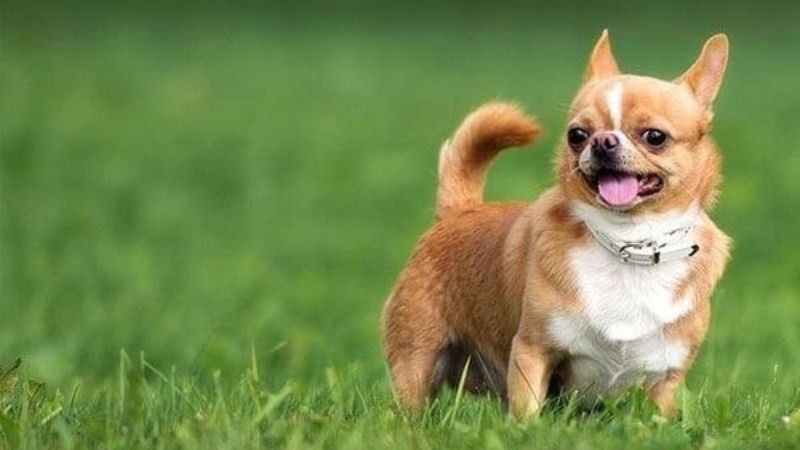 Ảnh Chó Chihuahua Đẹp Nhỏ Nhắn Đáng Yêu Nhanh Nhẹn