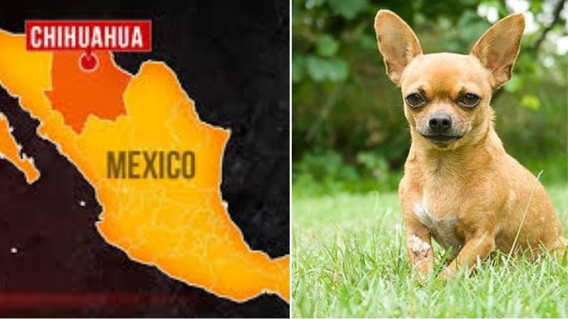 Được đặt theo tên bang Chihuahua của đất nước Mexico