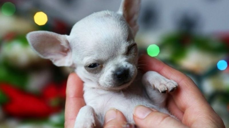 Cách chăm sóc, vệ sinh cho chó Chihuahua