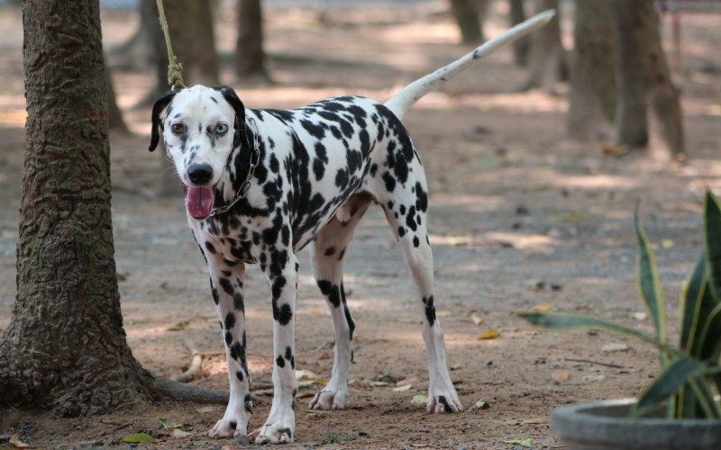Chó đốm hay còn gọi là chó Dalmatian