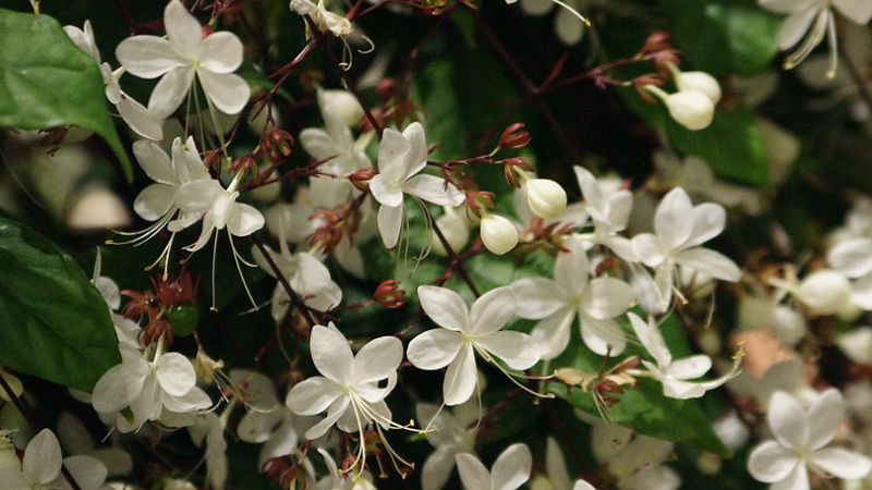 Những cánh hoa dạ ngọc minh châu trắng muốt, thuần khiết