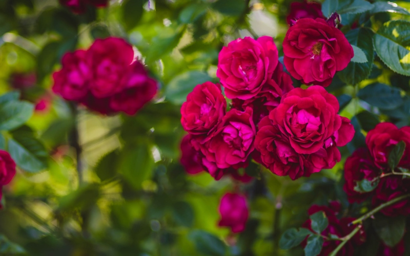 Vẻ đẹp quyến rũ của cây hồng leo