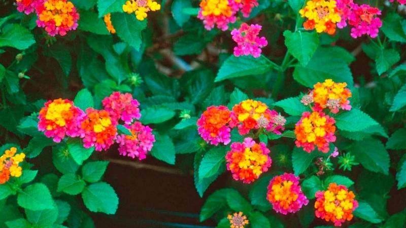 Hoa ngũ sắc nở rực rỡ sắc màu
