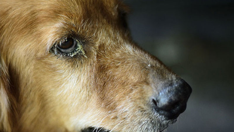 Cách nhận biết chó đang mệt mỏi và mắt đổ ghèn?
