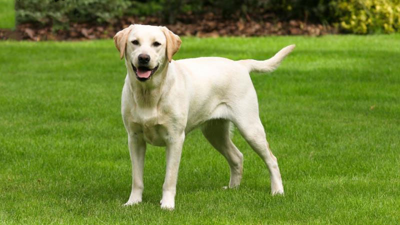 Vấn đề sức khỏe của chó Labrador