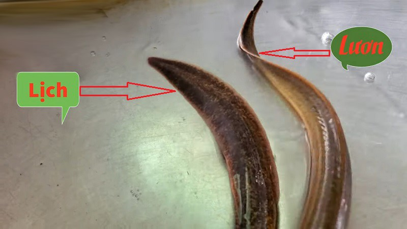 Lươn sẽ có thân hình dẹp, đuôi nhọn. Con lịch có thân hình tròn, đuôi phát triển hơn lươn
