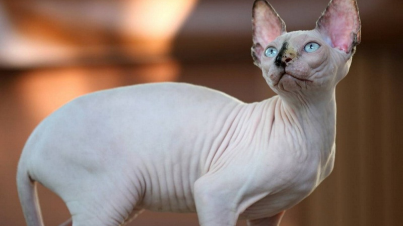 Đặc điểm ngoại hình của mèo Ai Cập (Sphynx) không lông
