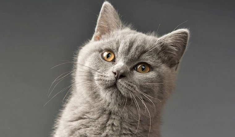 Mèo Anh lông ngắn (Mèo ALN) là giống mèo gì?