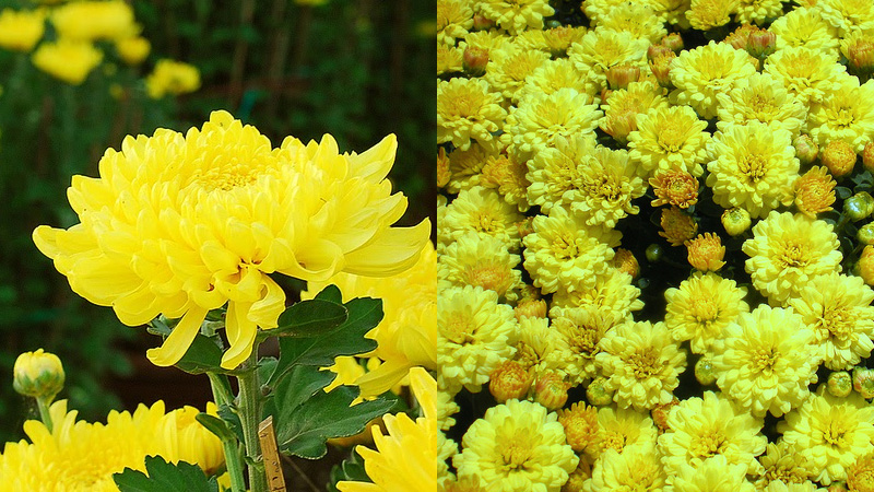 Hoa cúc vàng to và hoa cúc vàng nhỏ