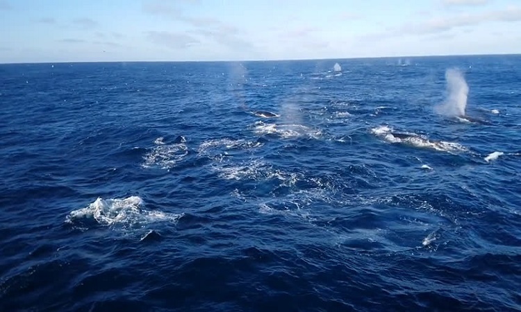 Đàn cá voi vây nghìn con tụ tập săn tôm