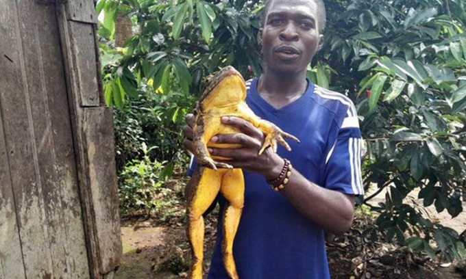 Cedrick Fogwan bế một con ếch goliath khổng lồ. Ảnh:       Jeanne Darc Petnga