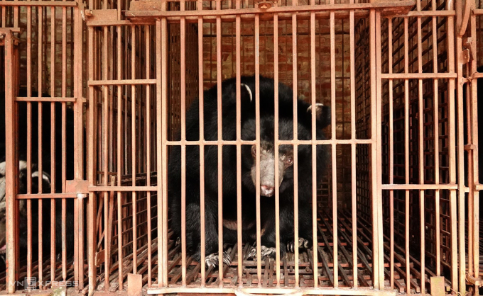 Năm con gấu được nuôi nhốt trong những chiếc lồng san sát nhau tại căn nhà cấp bốn trước khi cứu hộ.