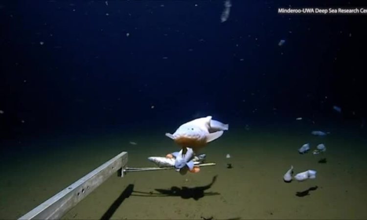 Ghi hình cá bơi ở độ sâu lớn nhất thế giới