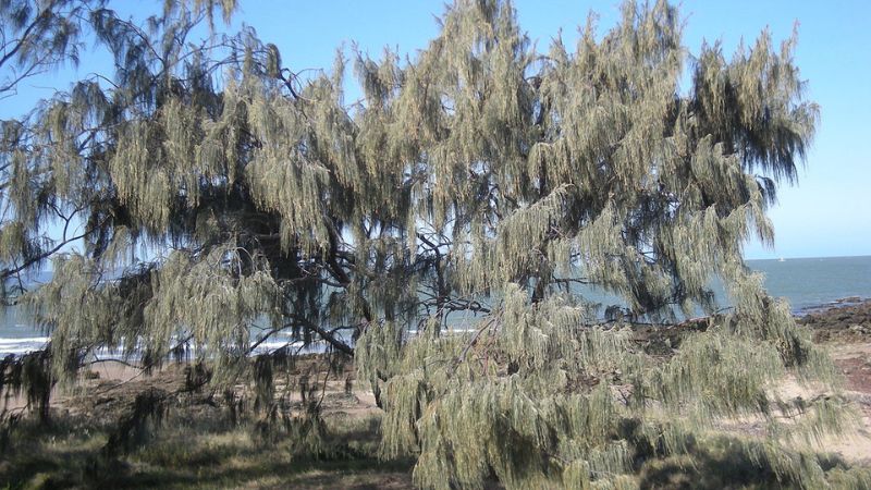 Cây có xuất xứ từ châu Úc với tên gọi khoa học là Casuarina equisetifolia J.R et G. Forst
