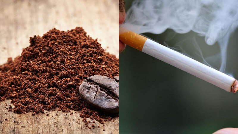 Bột cà phê và thuốc lá có thể trị thằn lằn
