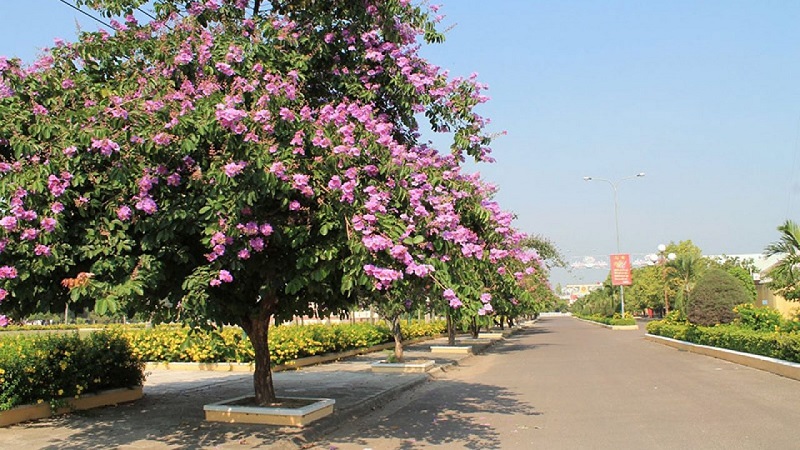 Cây hoa bằng lăng là loài cây có nguồn gốc từ Ấn Độ